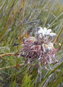 Riviersonderend Spiderhead - Photo: Nigel Forshaw