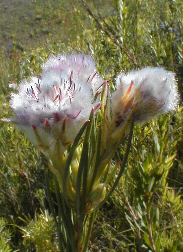 Spindly Spiderhead - Photo: Nigel Forshaw