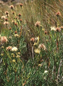 Matzikamma Spiderhead - Photo: Colin Paterson-Jones