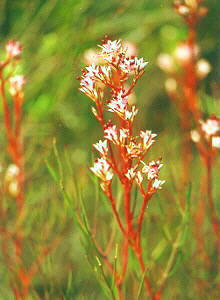 Dainty Spiderhead - Photo: Nigel Forshaw