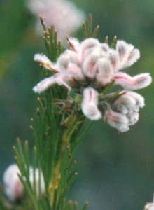Fluted Spiderhead - Photo: Andrew Tiltman