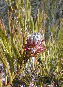 Piketberg Spiderhead - Photo: Nigel Forshaw