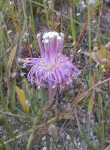 Graceful Spiderhead - Photo: Nigel Forshaw