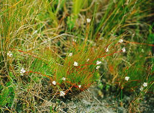 Clandestine Spiderhead - Photo: Nigel Forshaw