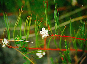 Clandestine Spiderhead - Photo: Nigel Forshaw
