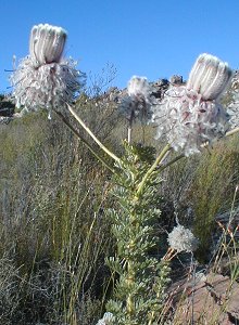 Milky Spiderhead - Photo: Nigel Forshaw