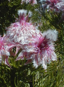 Rose Spiderhead - Photo: Nigel Forshaw
