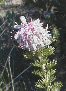 Short-leaf Spiderhead - Photo: Nigel Forshaw
