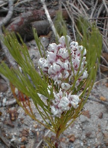 Red-stem Spiderhead - Photo: Nigel Forshaw