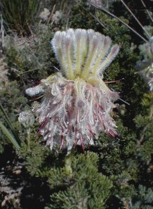 Forlorn Spiderhead - Photo: Nigel Forshaw