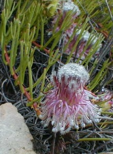 Rose Spiderhead - Photo: Nigel Forshaw