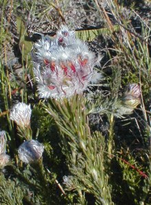 Trident Spiderhead - Photo: Nigel Forshaw