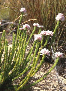 Common Clusterhead - Photo: Chris Berens