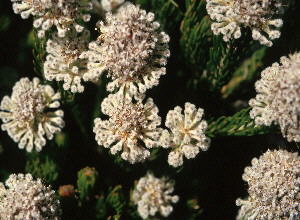 Long-leaf Clusterhead - Photo: NBI Collection