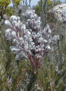 Silver-leaf Triplespoon - Photo: Nigel Forshaw