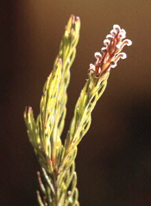 Fine-leaf Unispoon - Photo: Dave Osborne