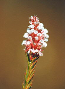 Woolly Triplespoon - Photo: Nigel Forshaw