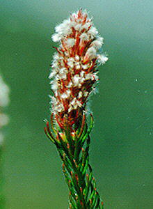 Shiny Unispoon - Photo: Nigel Forshaw