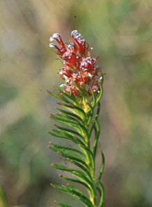 Long-tube Triplespoon - Photo: Dave Osborne