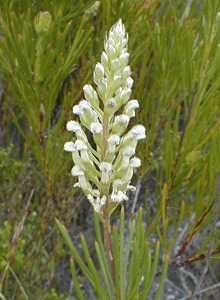 White-stalked Unispoon - Photo: Nigel Forshaw