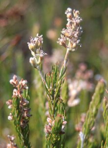 Swan-head Triplespoon - Photo: Nick Helme
