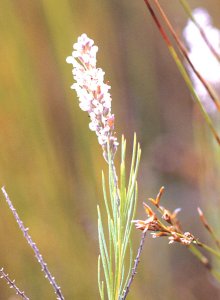 Pink-Stalked Unispoon - Photo: David Osborne