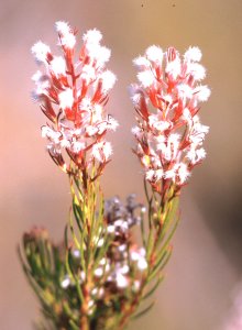 Spike Unispoon - Photo: David Osborne