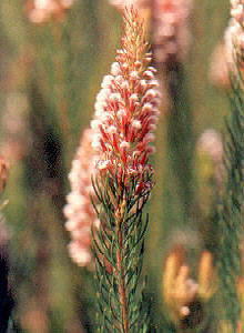 Lax Triplespoon - Photo: NBI Collection