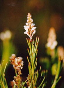 Laxstalk Unispoon - Photo: Nigel Forshaw