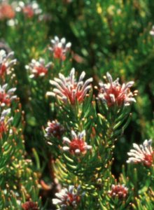 Kink-style Unispoon - Photo: Marc Johns