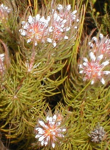 Needle-leaf Unispoon - Photo: Nigel Forshaw