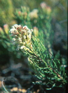 Swan-neck Triplespoon - Photo: NBI Collection