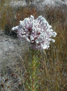 Shaggy-Hair Triplespoon - Photo: Nigel Forshaw