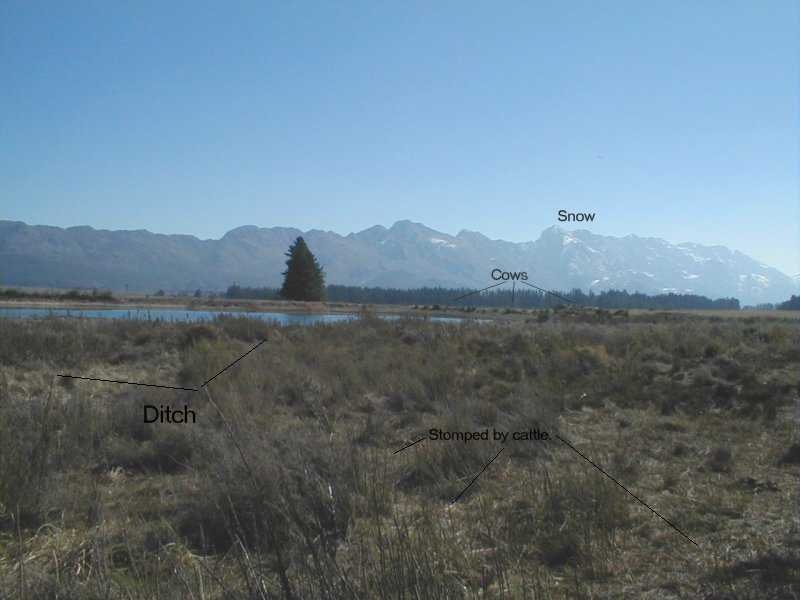 Spatalla tulbaghensis site - Photo: Nigel Forshaw