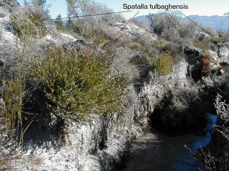 Spatalla tulbaghensis - Photo: Nigel Forshaw