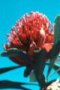 Telopea speciossisima - Photo: Tony Rebelo