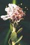 Swartruggens Vexator - Photo: NBI Collection