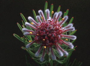 Robertson Vexator - Photo: Chris Berens