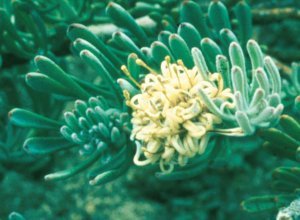 Montagu Vexator - Photo: NBI Collection