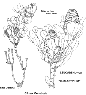Climax Conebush vignette - Drawing: Cora Jardine