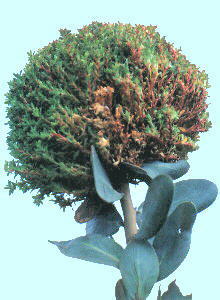 Witches Broom - Photo: Nigel Forshaw