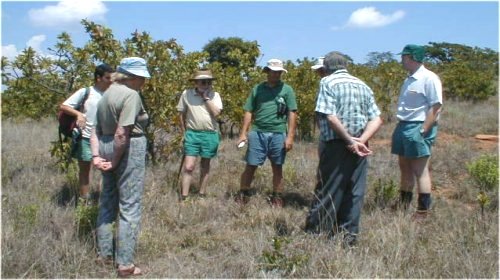 Atlassing Pr welwitschii - Photo: Nigel Forshaw